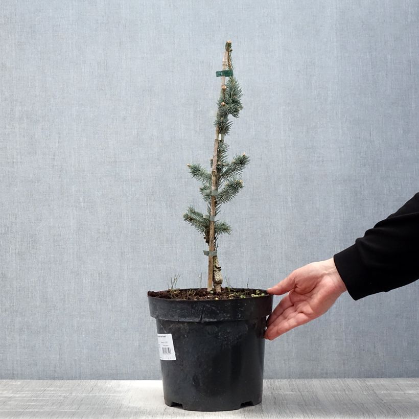 Picea pungens Iseli Foxtail - Pícea de Colorado Maceta 3L/4L Ejemplar entregado en la primavera