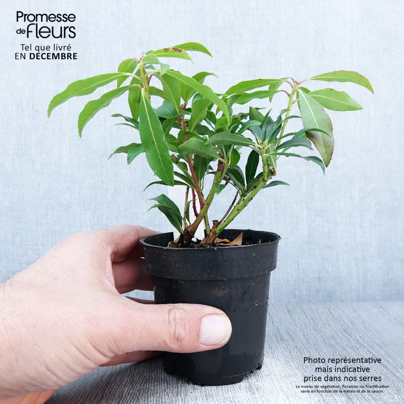 Ejemplar de Pieris japonica Forest Flame - Andrómeda Maceta de 8/9 cm entregado en otoño
