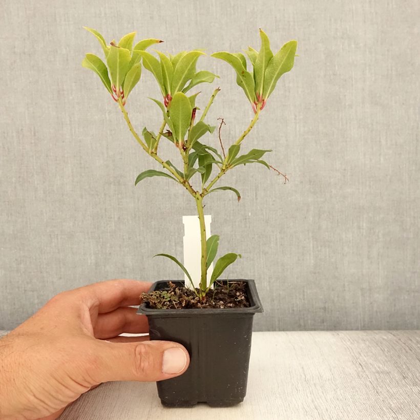 Ejemplar de Pieris japonica Forest Flame - Andrómeda Maceta de 8/9 cm entregado en verano
