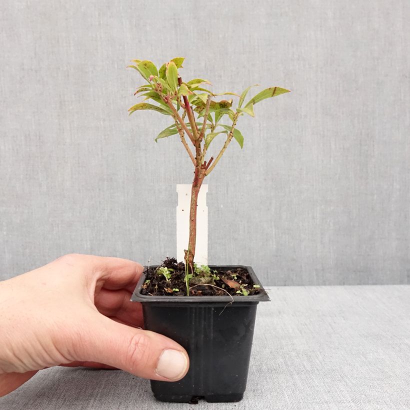 Pieris japonica Forest Flame - Andrómeda Maceta de 8/9 cm Ejemplar entregado en invierno