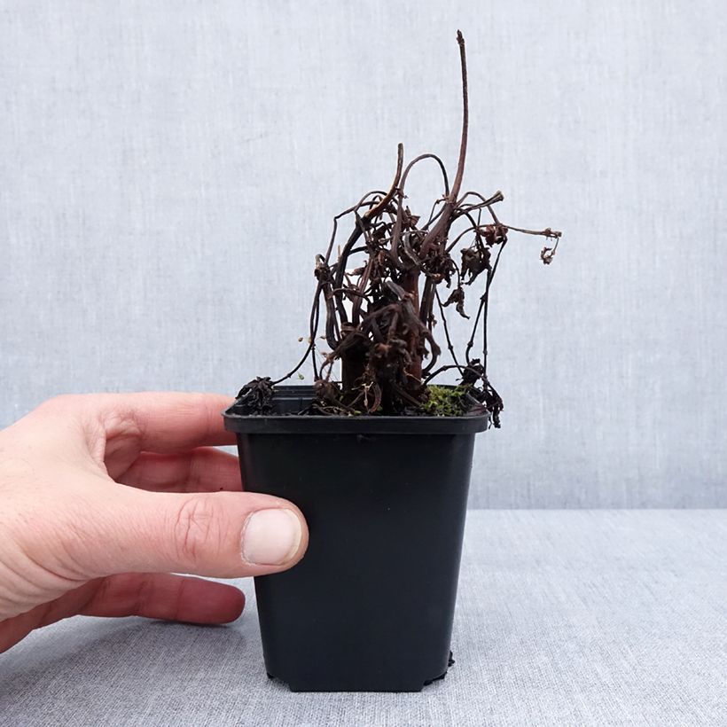 Pilea matsudai Taiwan Silver Maceta de 8/9 cm Ejemplar entregado en invierno