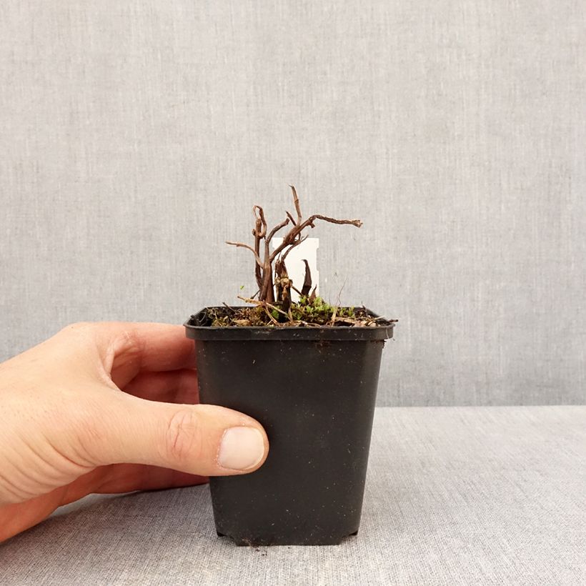 Pilea matsudai Taiwan Silver Maceta de 8/9 cm Ejemplar entregado en la primavera