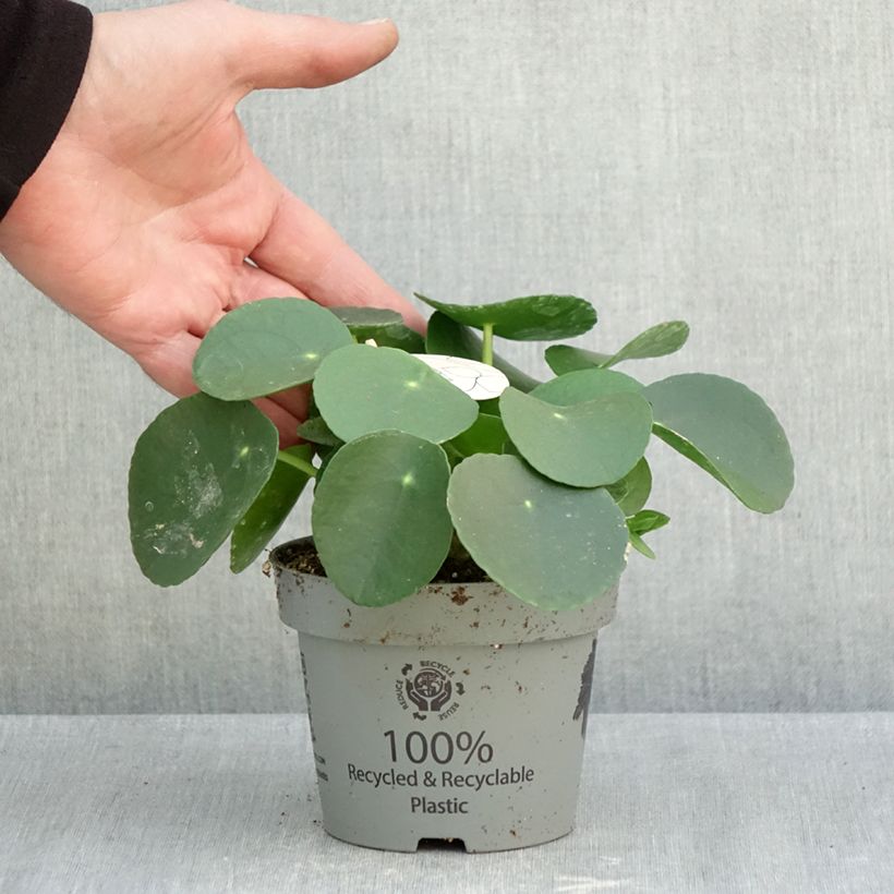 Ejemplar de Pilea peperomioides - Planta del dinero china Maceta de 12 cm / 13 cm entregado en otoño