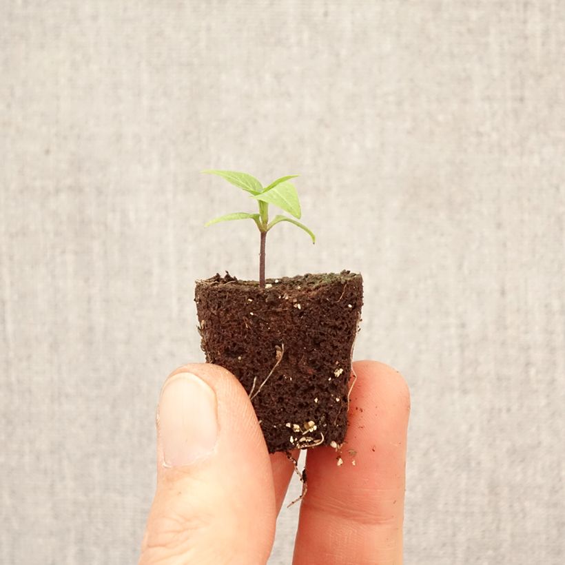 Piment Button Red en plant minicepellón: Ø 3/4 cm Ejemplar entregado en la primavera