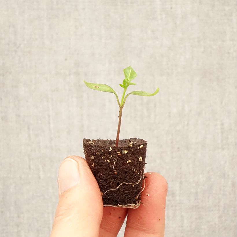 Pimentón Pikito (plantas) minicepellón: Ø 3/4 cm Ejemplar entregado en la primavera