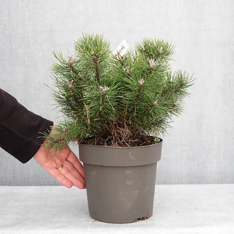 Pinus uncinata - Pino negro Pieza Ejemplar entregado en invierno