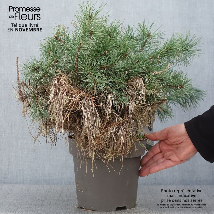 Ejemplar de Pinus uncinata - Pino negro Pieza entregado en otoño