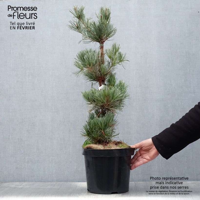 Pino blanco japonés Tempelhof - Pinus parviflora Maceta 7,5L/10L Ejemplar entregado en invierno