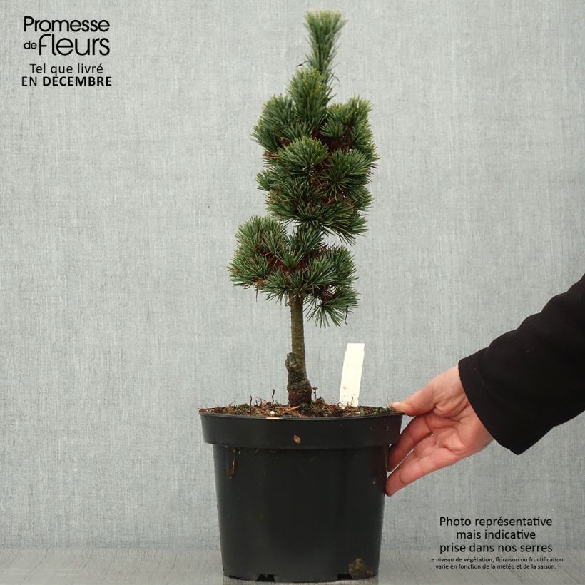 Ejemplar de Pinus cembra Compacta Glauca Maceta 4L/5L entregado en otoño