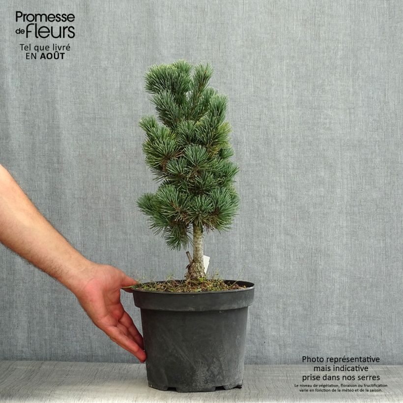 Ejemplar de Pinus cembra Compacta Glauca Maceta 4L/5L entregado en verano