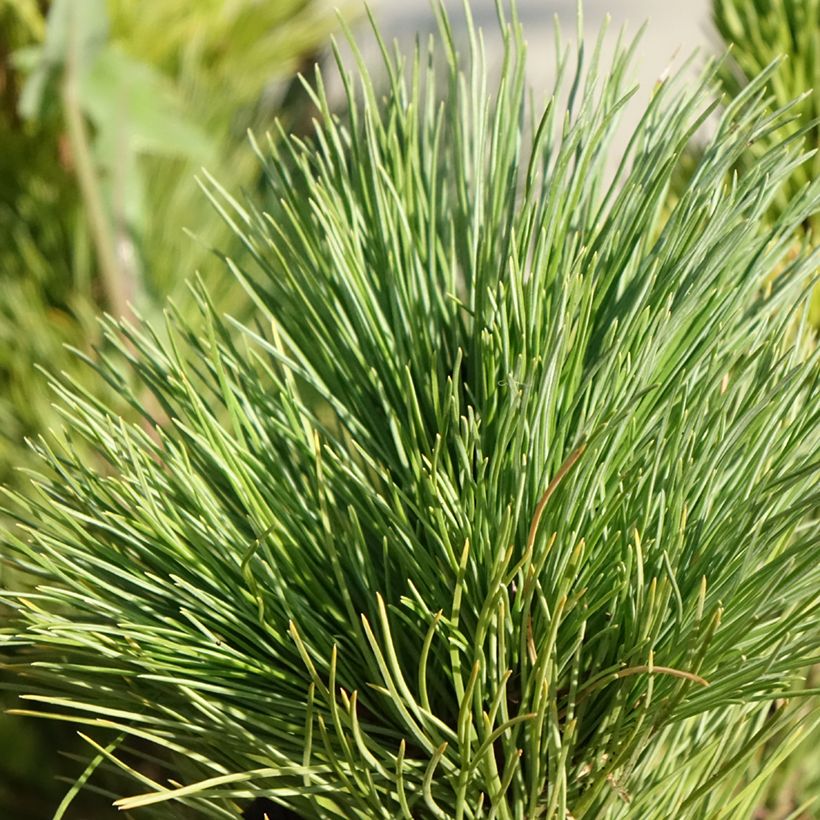 Pino cembro - Pinus cembra (Follaje)