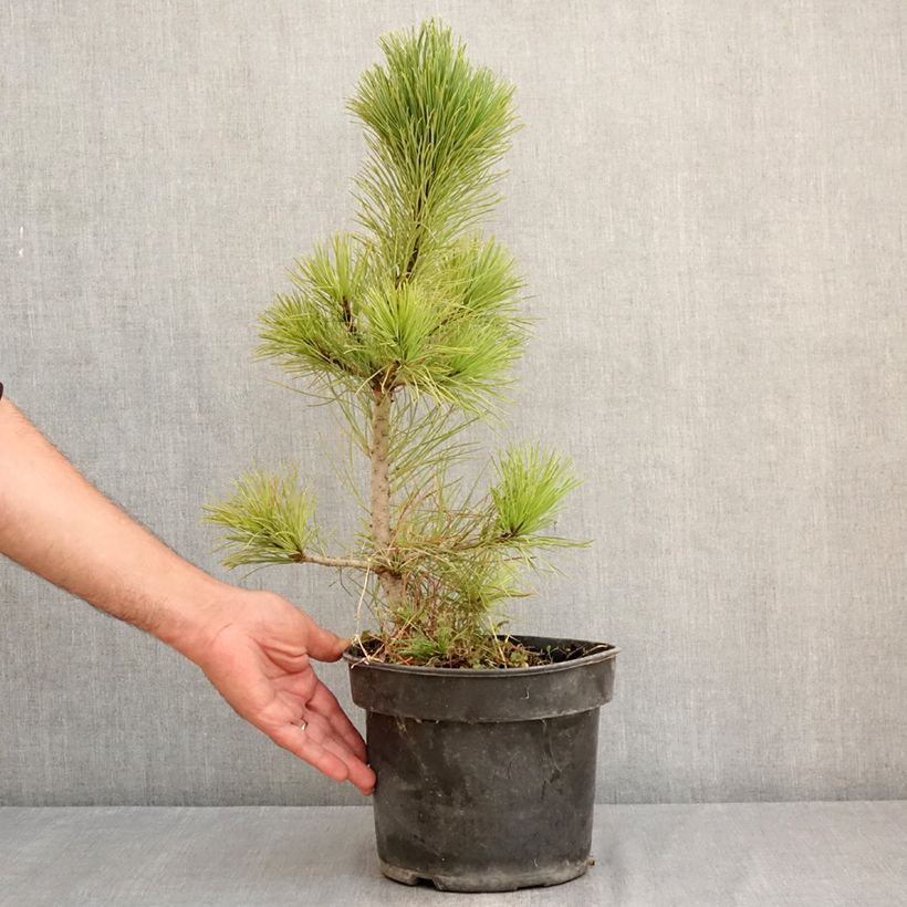 Ejemplar de Pino cembro - Pinus cembra Maceta 3L/4L entregado en verano