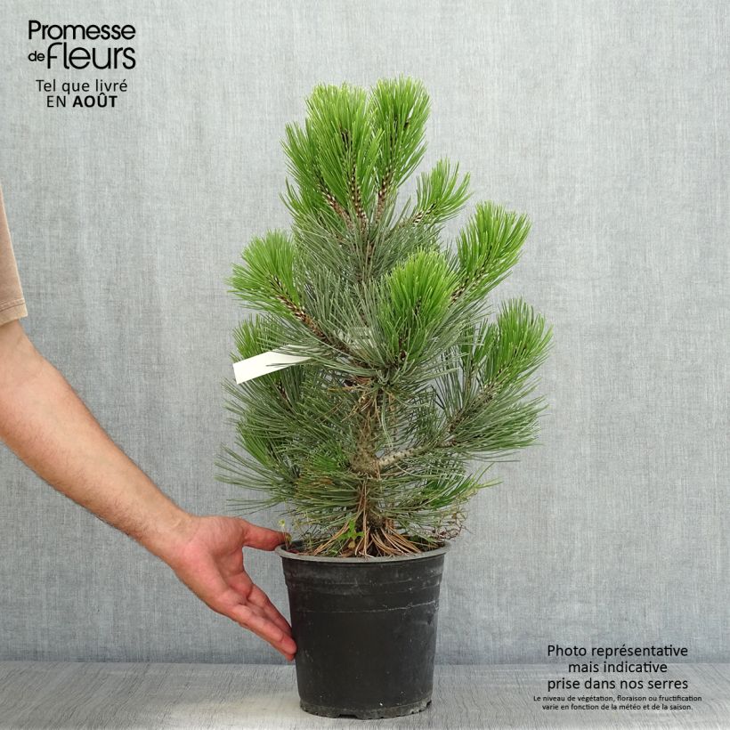 Ejemplar de Pinus heldreichii Compact Gem - Pino de los Balcanes Maceta 4L/5L entregado en verano