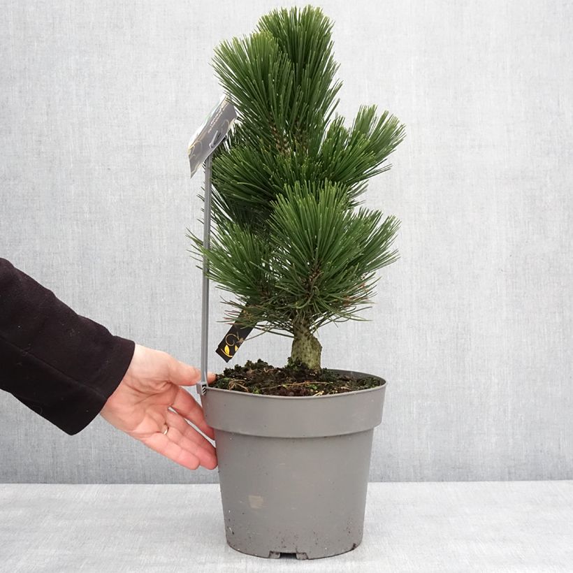 Pinus heldreichii Little Dracula - Pino de los Balcanes Maceta 4L/5L Ejemplar entregado en invierno