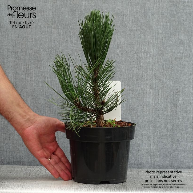 Ejemplar de Pinus heldreichii Malinkii - Pino de los Balcanes Maceta 2L/3L entregado en verano
