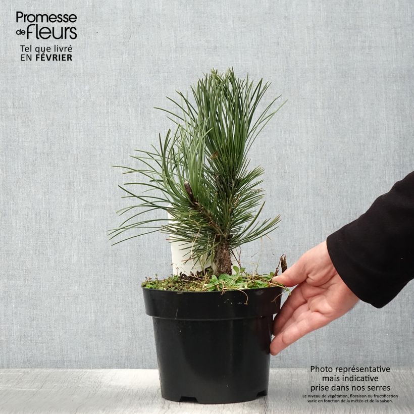 Pinus heldreichii Malinkii - Pino de los Balcanes Maceta 2L/3L Ejemplar entregado en invierno