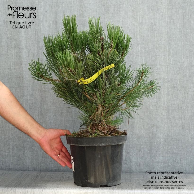 Ejemplar de Pinus heldreichii Malinkii - Pino de los Balcanes Maceta 7,5L/10L entregado en verano