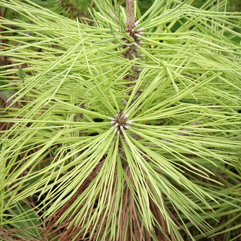 Pinus jeffreyi - Pino (Follaje)