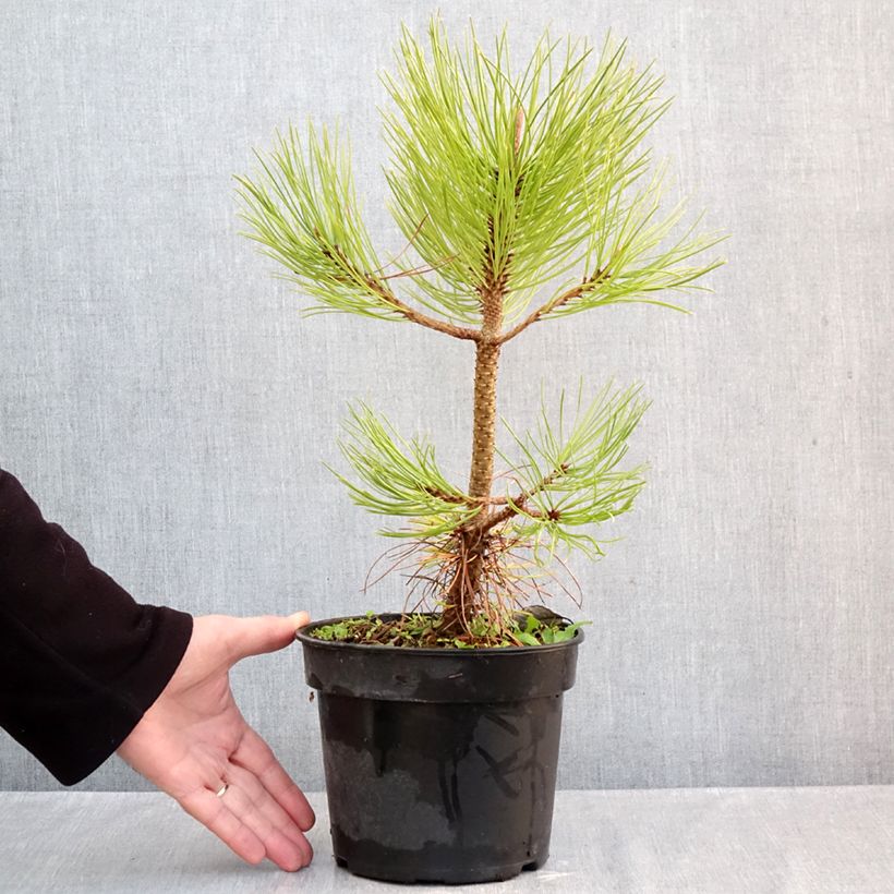 Ejemplar de Pinus jeffreyi - Pino Maceta 3L/4L entregado en otoño