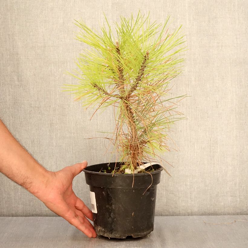 Ejemplar de Pinus jeffreyi - Pino Maceta 3L/4L entregado en verano