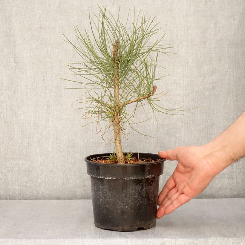 Pinus jeffreyi - Pino Maceta 3L/4L Ejemplar entregado en la primavera