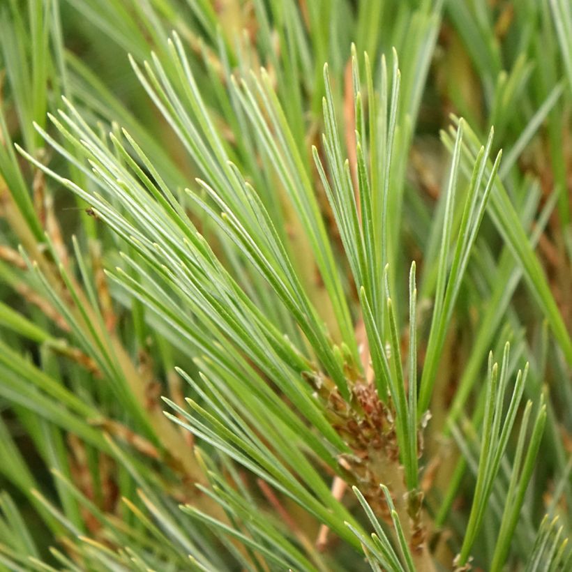 Pino azul del Himalaya - Pinus wallichiana Densa Hill (Follaje)