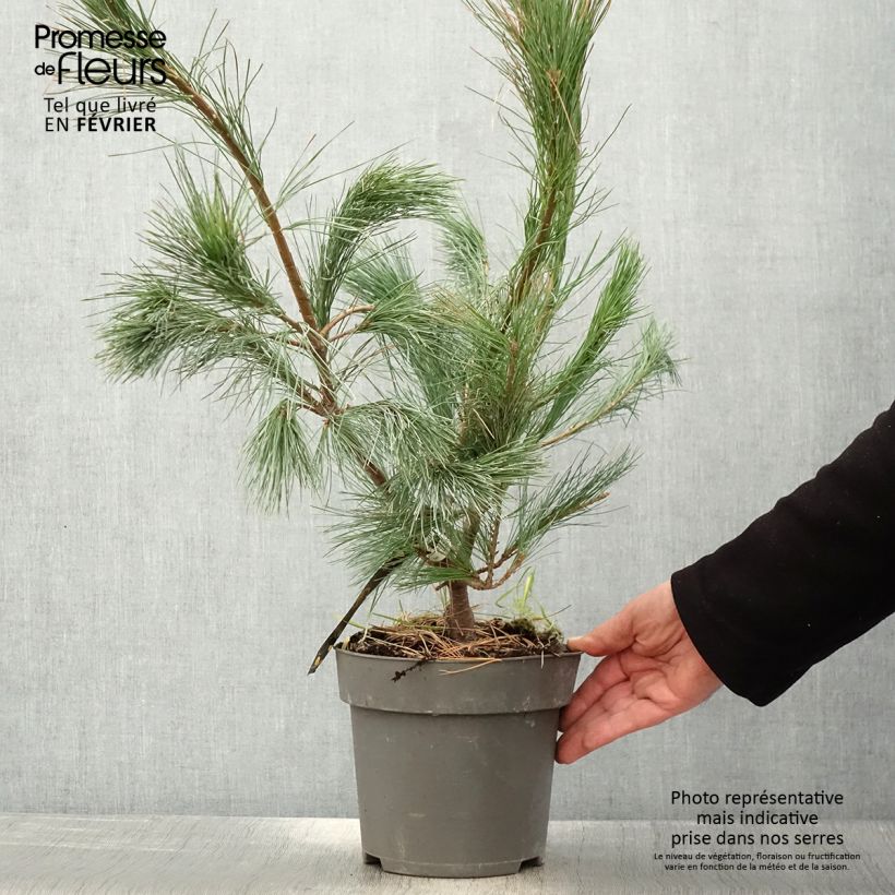 Pino azul del Himalaya​ - Pinus wallichiana Densa Hill Maceta 3L/4L Ejemplar entregado en invierno