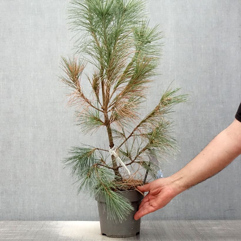 Pino azul del Himalaya​ - Pinus wallichiana Densa Hill Maceta 3L/4L Ejemplar entregado en la primavera