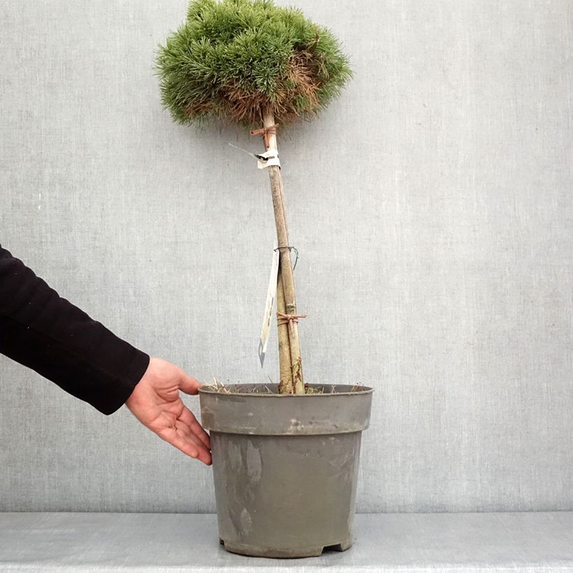 Pino negro Allgäu - Pinus mugo Maceta 4L/5L Ejemplar entregado en invierno