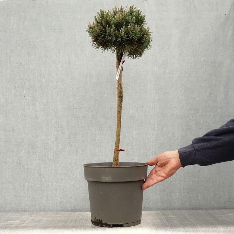 Pino negro Allgäu - Pinus mugo Maceta 4L/5L, Tallo Ejemplar entregado en la primavera