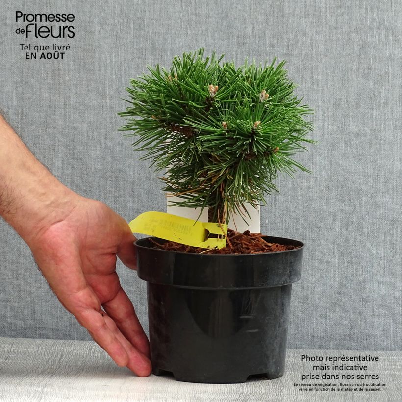 Ejemplar de Pino negro Benjamin - Pinus mugo Maceta 2L/3L entregado en verano