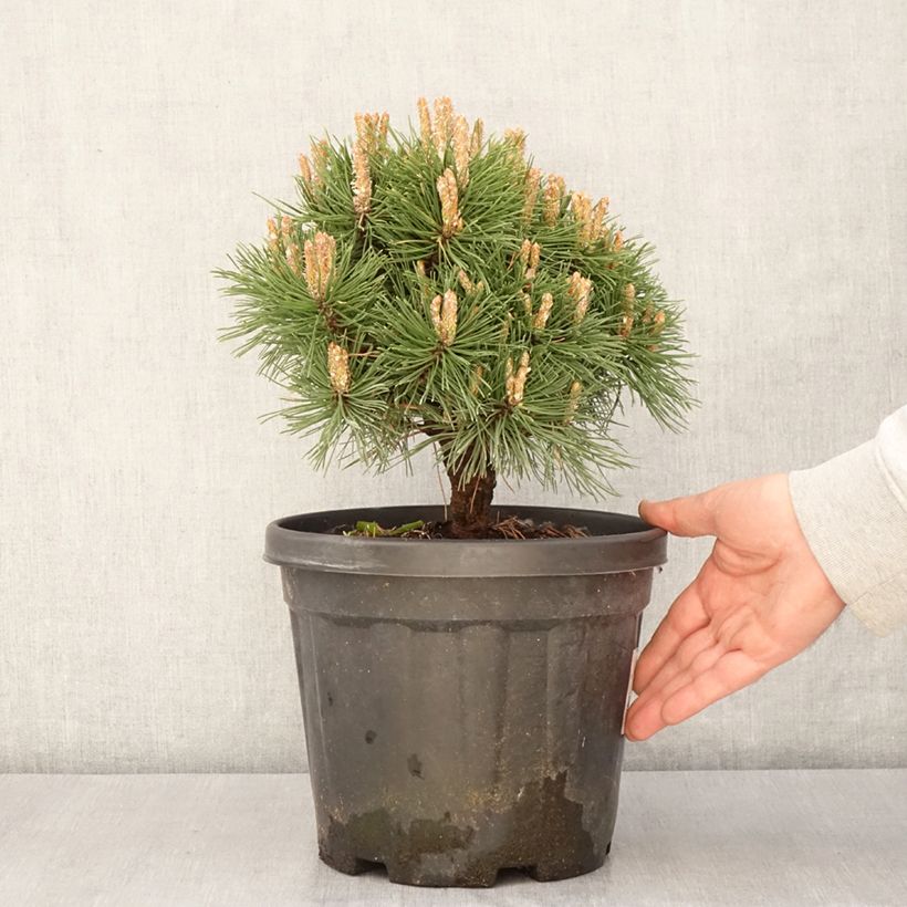 Pino negro Benjamin - Pinus mugo Maceta 2L/3L Ejemplar entregado en la primavera