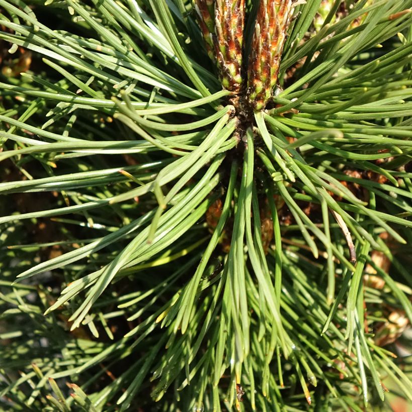 Pino negro Benjamin - Pinus mugo (Follaje)