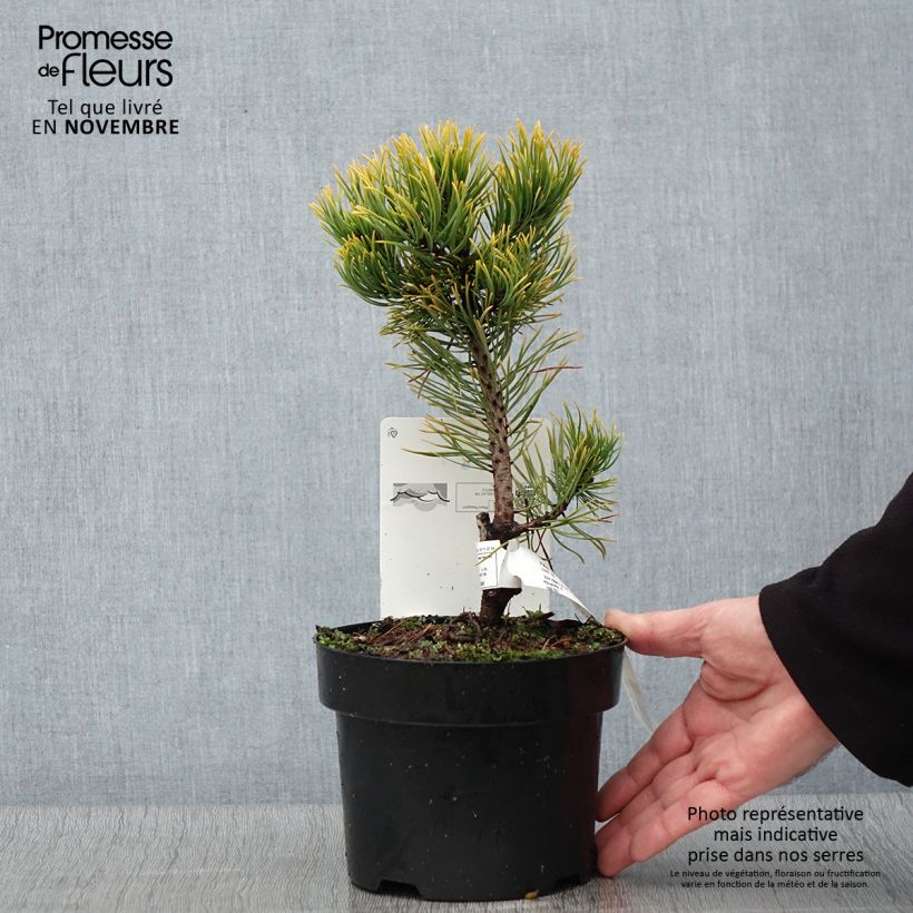 Ejemplar de Pino negro Carstens Wintergold - Pinus mugo Maceta 2L/3L entregado en otoño