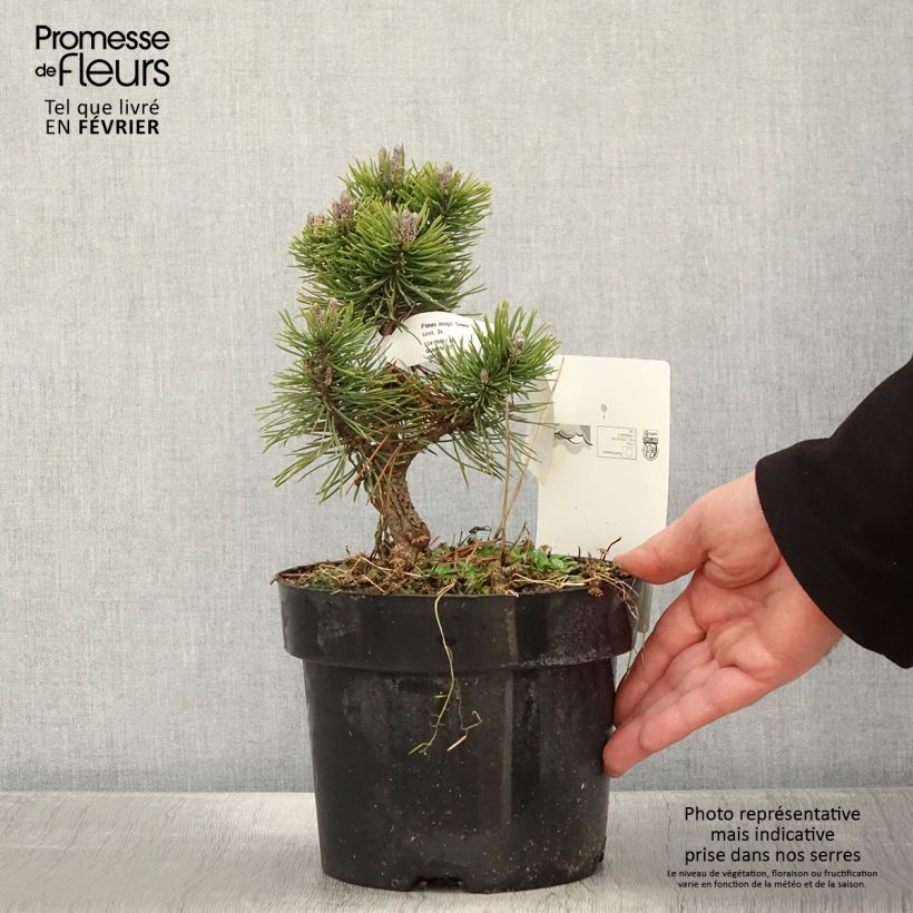 Pino negro Gnom - Pinus mugo Maceta 2L/3L Ejemplar entregado en invierno