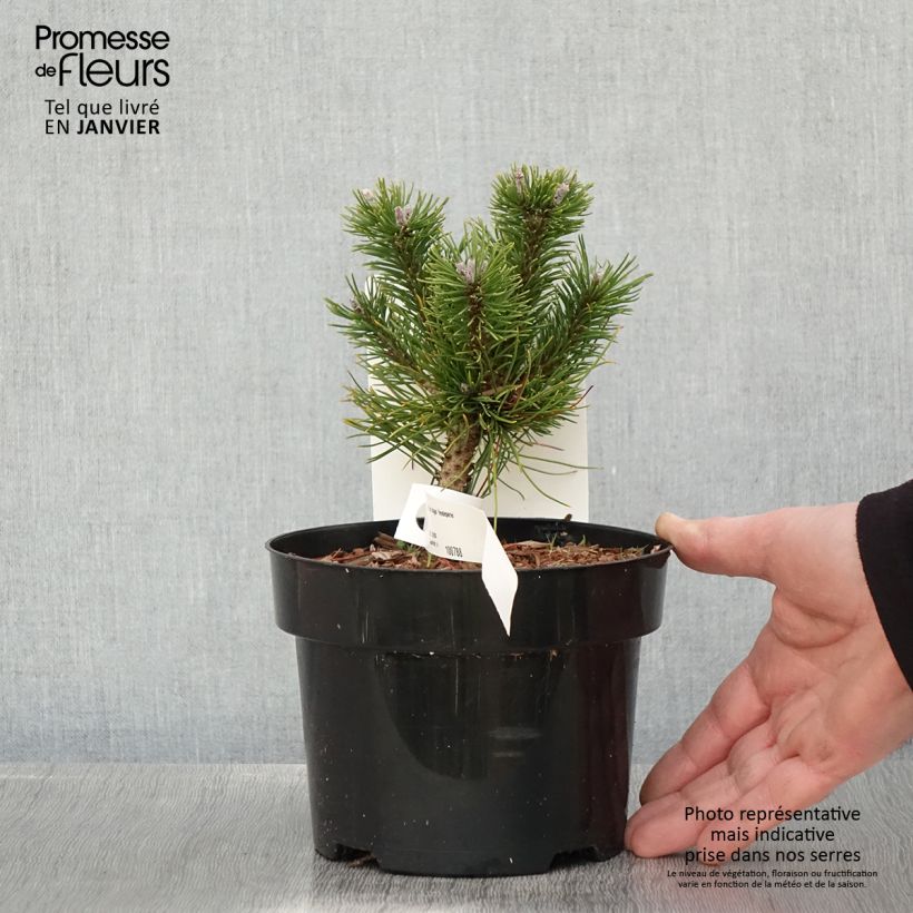 Pino negro Heideperle - Pinus mugo Maceta 2L/3L Ejemplar entregado en invierno