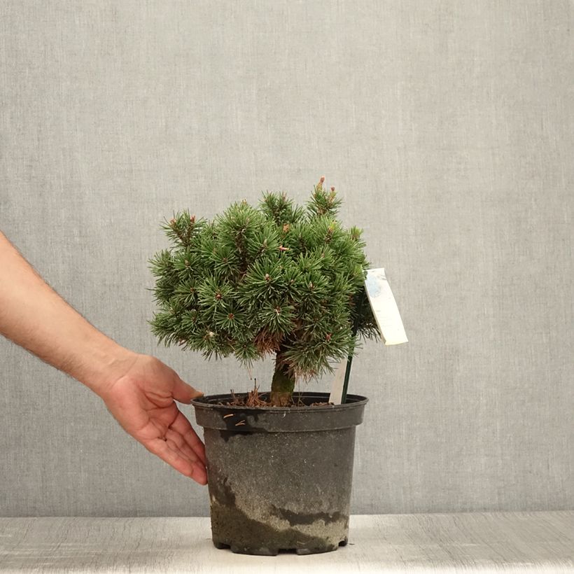 Ejemplar de Pino negro Lilliput - Pinus mugo Maceta 4L/5L entregado en verano