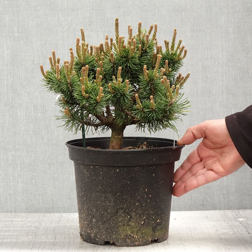 Pino negro Lilliput - Pinus mugo Maceta 4L/5L Ejemplar entregado en la primavera