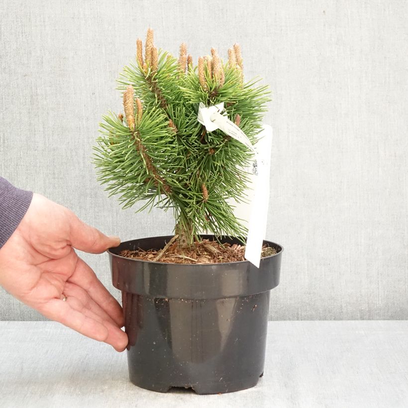Pino negro Mumpitz - Pinus mugo Maceta 2L/3L Ejemplar entregado en la primavera