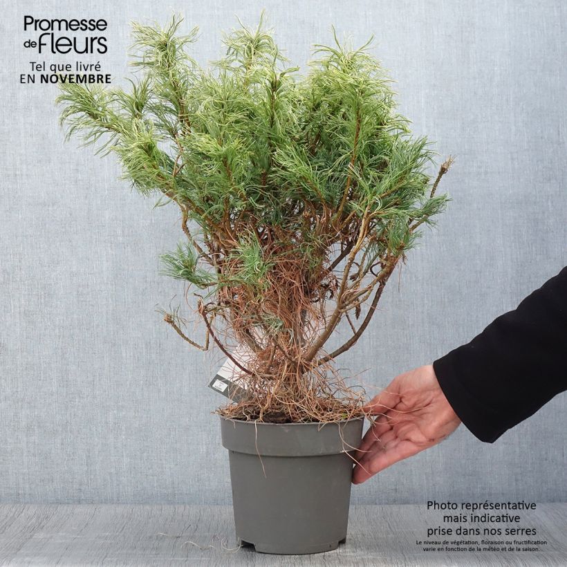 Ejemplar de Pino de Weymouth Green Twist - Pinus strobus Maceta 2L/3L entregado en otoño