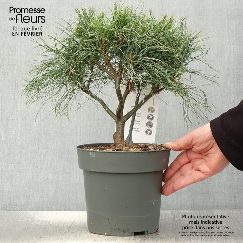 Pino de Weymouth Green Twist - Pinus strobus Maceta 2L/3L Ejemplar entregado en invierno