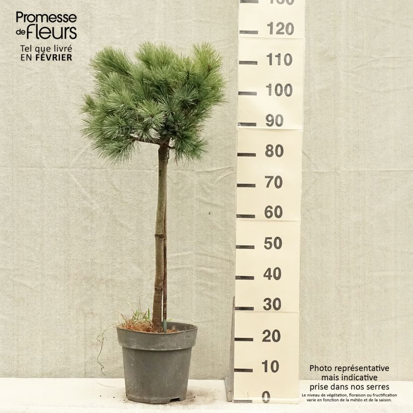 Pino de Weymouth Mary Butler - Pinus strobus Maceta 7,5L/10L Ejemplar entregado en invierno