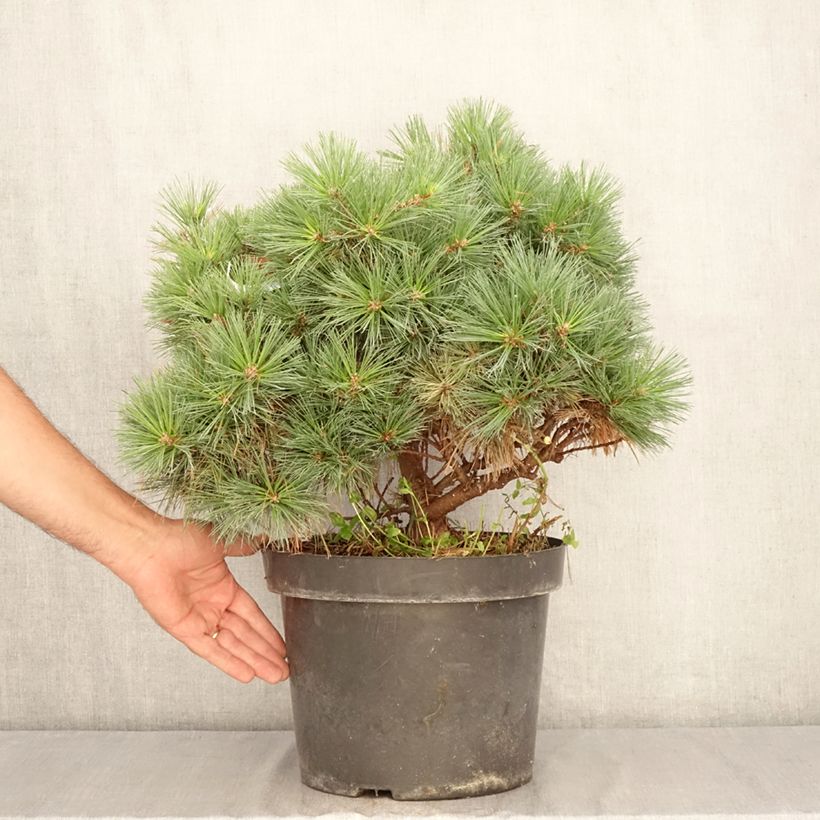 Ejemplar de Pino de Weymouth Minuta - Pinus strobus Maceta 7,5L/10L entregado en verano