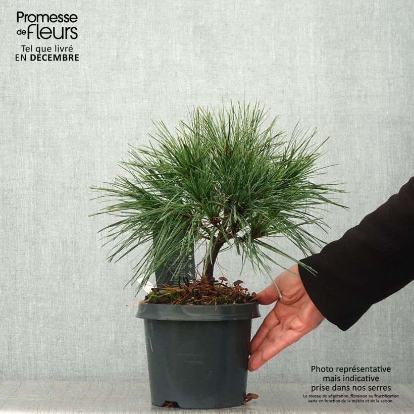 Ejemplar de Pino de Weymouth Radiata - Pinus strobus Maceta 3L/4L entregado en otoño