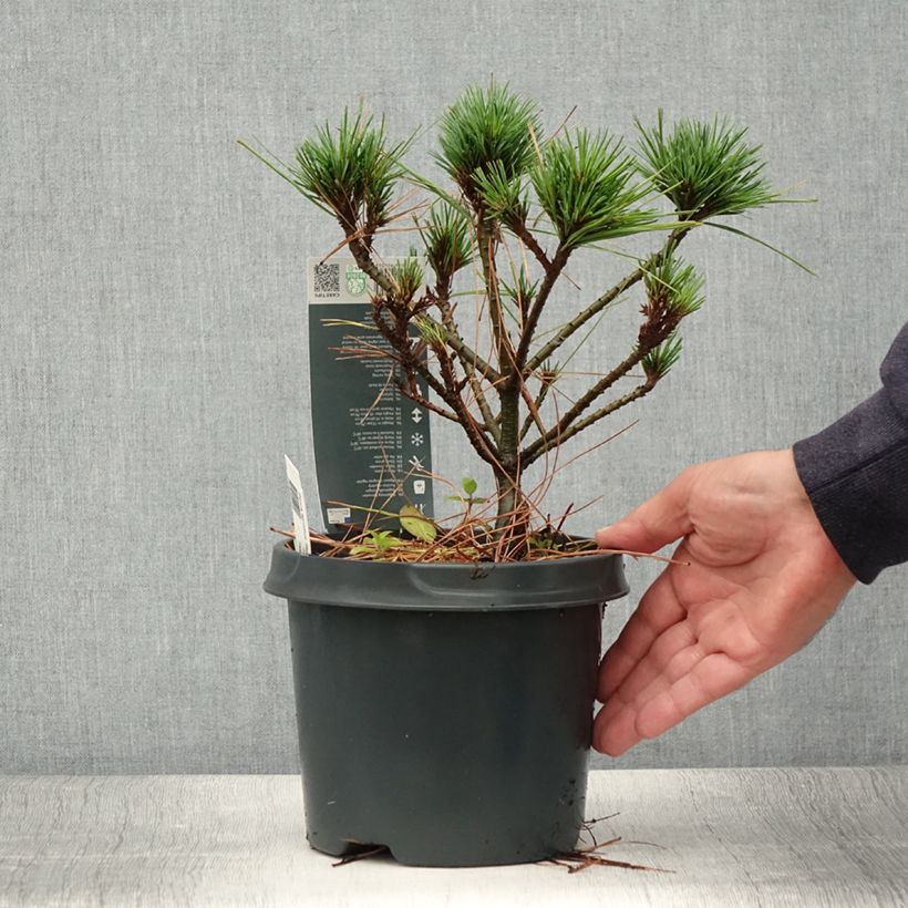 Ejemplar de Pino de Weymouth Radiata - Pinus strobus Maceta 3L/4L entregado en verano