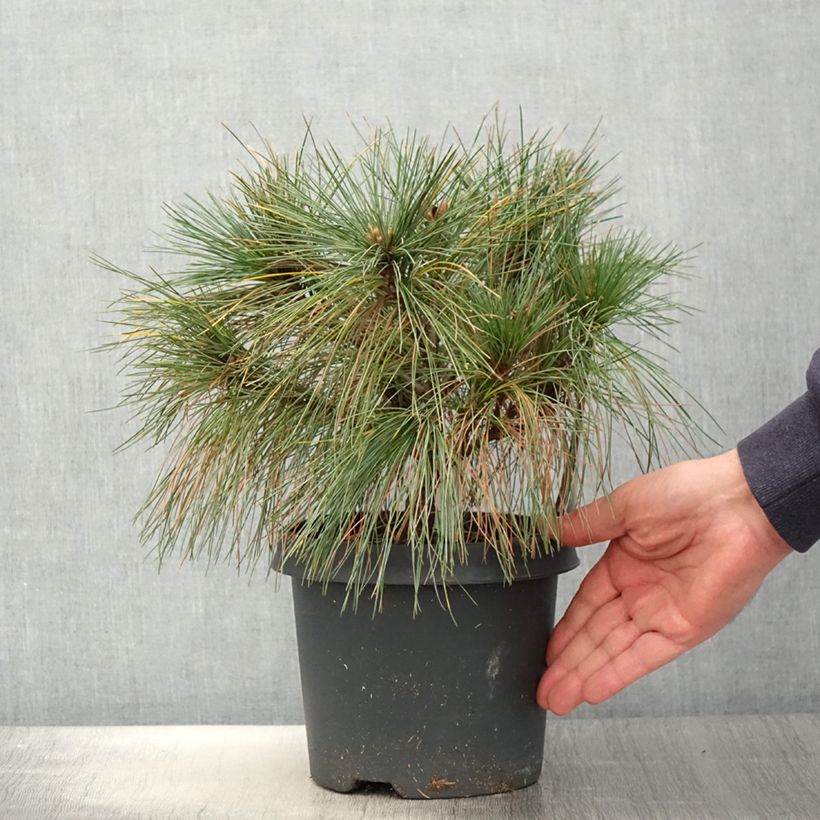Pino de Weymouth Radiata - Pinus strobus Maceta 3L/4L Ejemplar entregado en la primavera