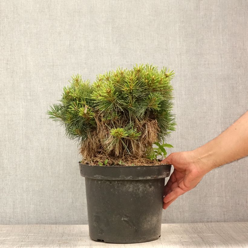 Ejemplar de Pino de Weymouth Ontario - Pinus strobus Maceta 7,5L/10L, Tallo entregado en verano
