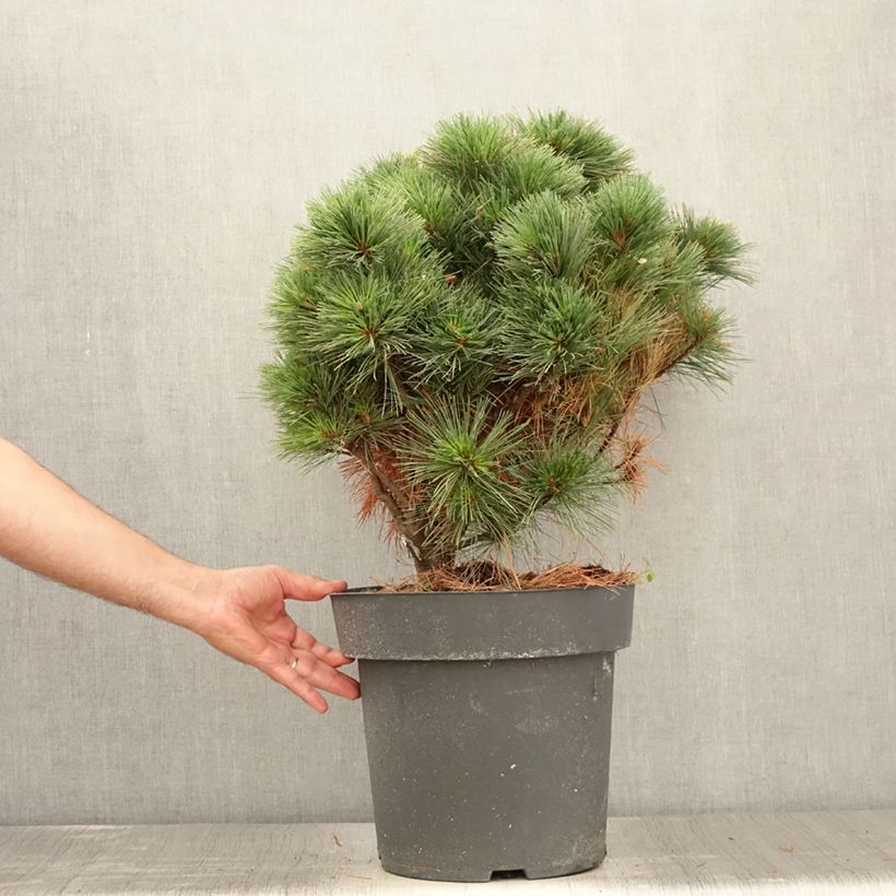 Ejemplar de Pino de Weymouth Secrest - Pinus strobus Pieza entregado en verano