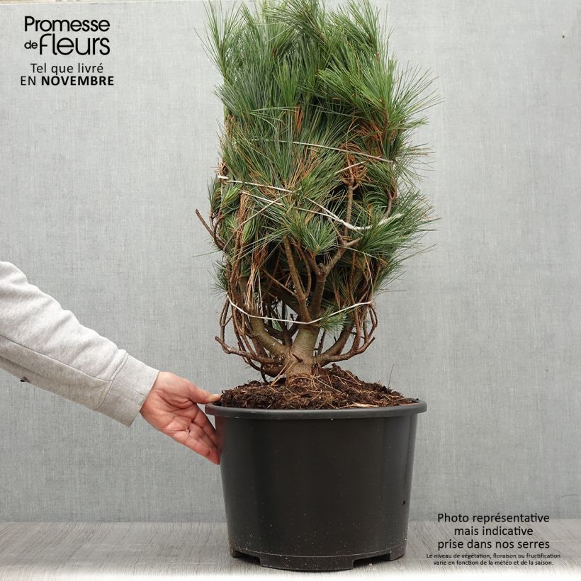 Ejemplar de Pino de Weymouth Secrest - Pinus strobus Pieza entregado en otoño