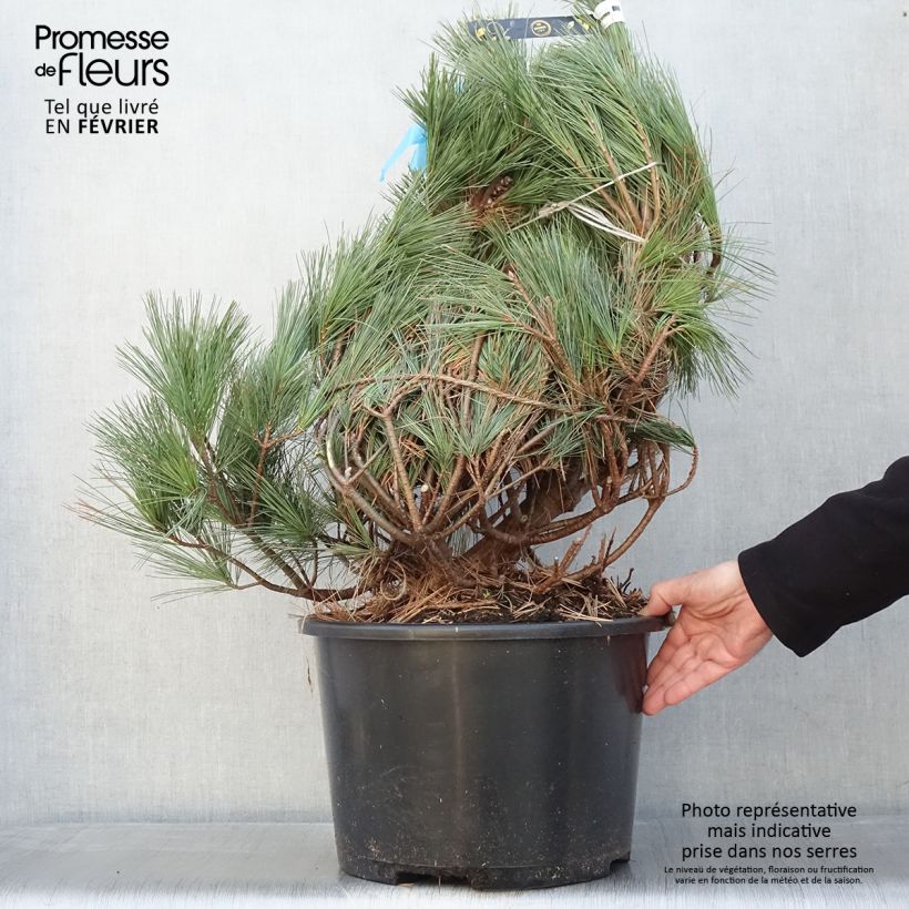 Pino de Weymouth Secrest - Pinus strobus Pieza Ejemplar entregado en invierno